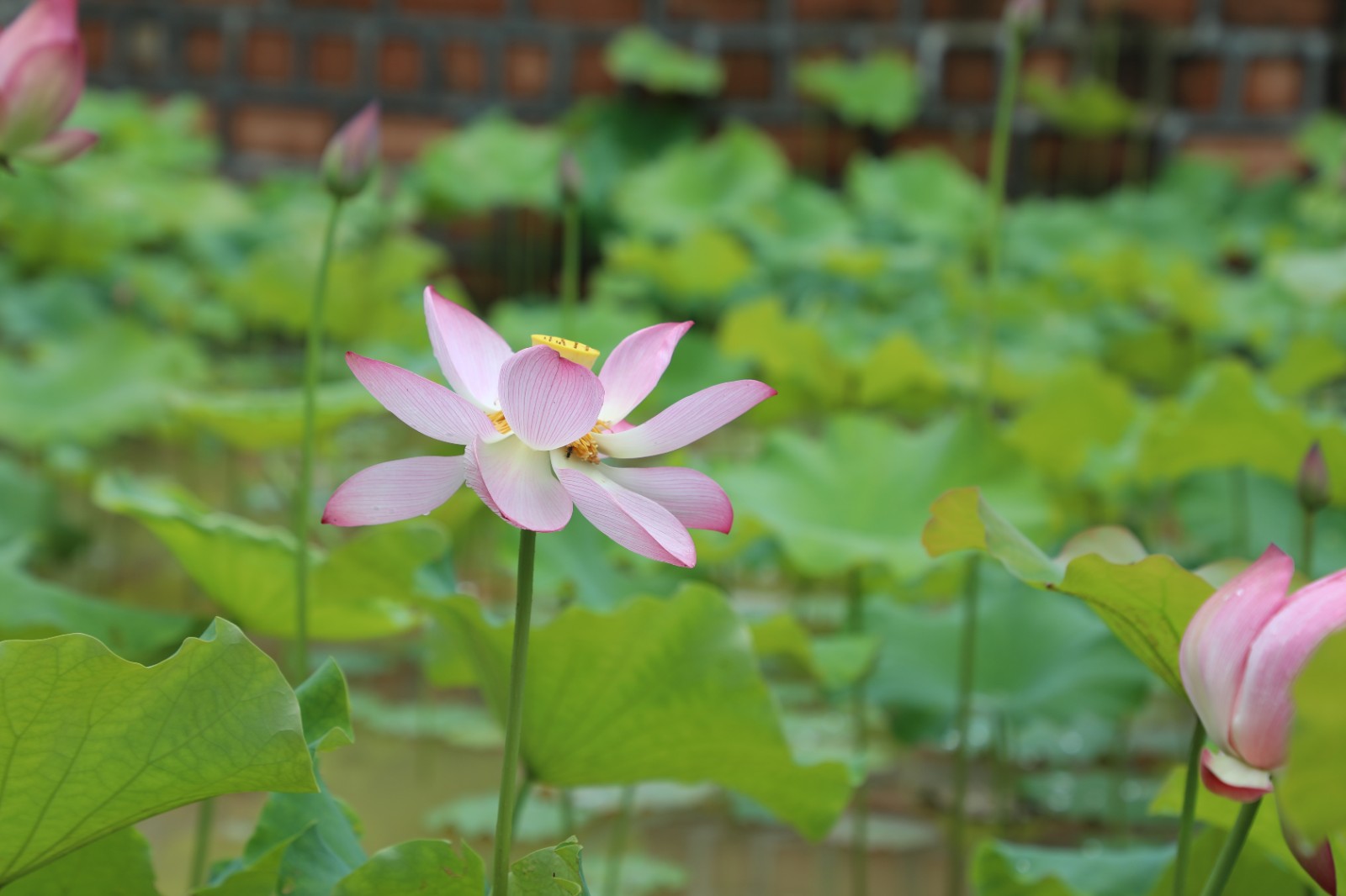 方志敏干部学院的夏天