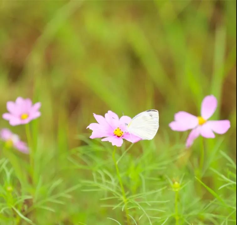 格桑花开 美好时光